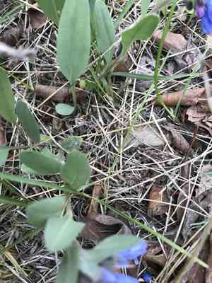 Oblongleaf bluebells(Mertensia oblongifolia)