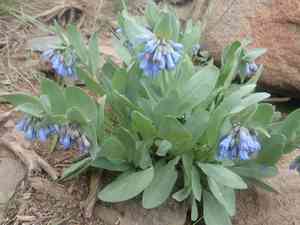 Oblongleaf bluebells(Mertensia oblongifolia)