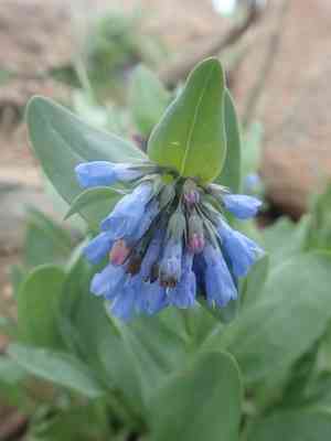 Oblongleaf bluebells(Mertensia oblongifolia)