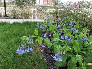 Virginia bluebells(Mertensia virginica)