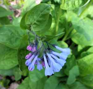 Virginia bluebells(Mertensia virginica)