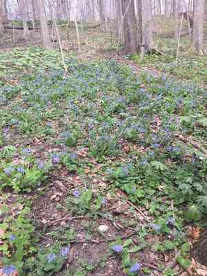 Virginia bluebells(Mertensia virginica)