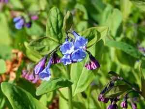 Virginia bluebells(Mertensia virginica)