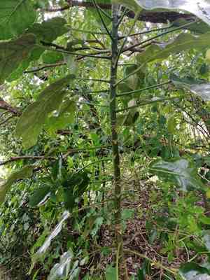 Puka(Meryta sinclairii)