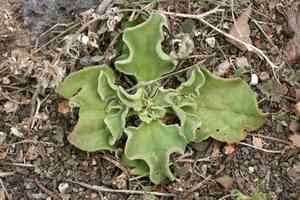 Common ice plant(Mesembryanthemum crystallinum)