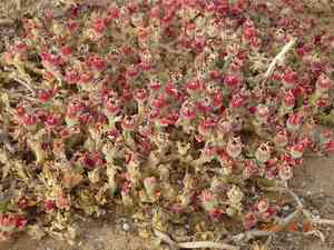 Common ice plant(Mesembryanthemum crystallinum)