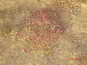 Common ice plant(Mesembryanthemum crystallinum)