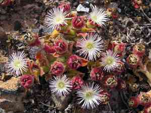 Common ice plant(Mesembryanthemum crystallinum)