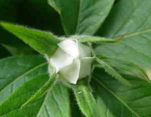 Common medlar(Mespilus germanica)