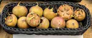 Common medlar(Mespilus germanica)
