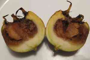Common medlar(Mespilus germanica)
