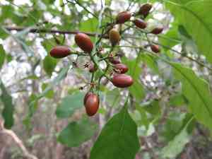 Browne's poisonwood(Metopium brownei)