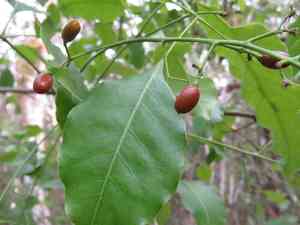 Browne's poisonwood(Metopium brownei)