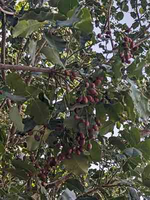 Browne's poisonwood(Metopium brownei)