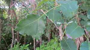 Browne's poisonwood(Metopium brownei)