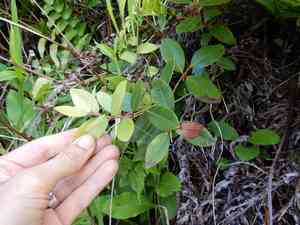 Polynesian metrosideros(Metrosideros collina)