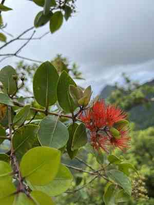Polynesian metrosideros(Metrosideros collina)