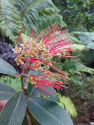 Polynesian metrosideros(Metrosideros collina)