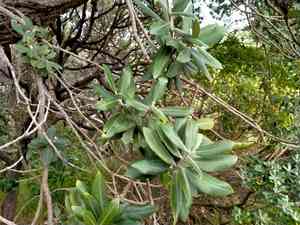 Pohutukawa(Metrosideros excelsa)