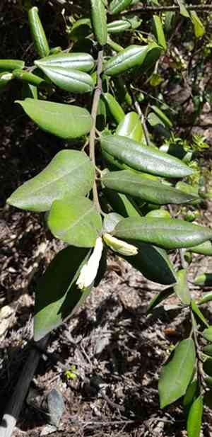 Pohutukawa(Metrosideros excelsa)