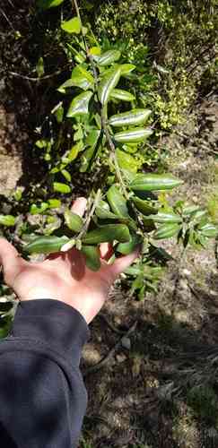 Pohutukawa(Metrosideros excelsa)