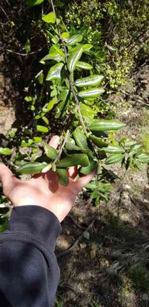 Pohutukawa(Metrosideros excelsa)
