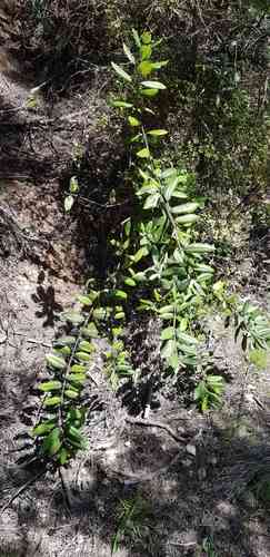 Pohutukawa(Metrosideros excelsa)
