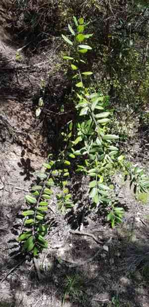 Pohutukawa(Metrosideros excelsa)