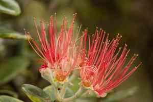 Lehua tree(Metrosideros polymorpha)