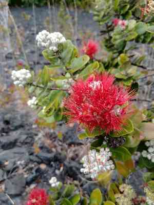 Lehua tree(Metrosideros polymorpha)