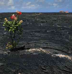 Lehua tree(Metrosideros polymorpha)
