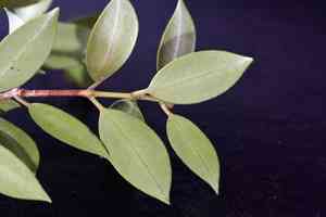 Southern rata(Metrosideros umbellata)