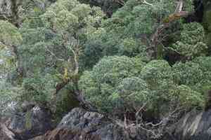 Southern rata(Metrosideros umbellata)