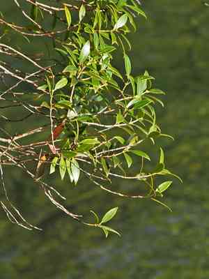 Southern rata(Metrosideros umbellata)