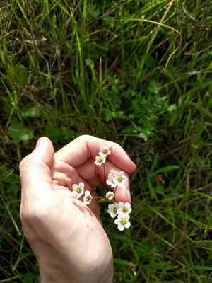 California saxifrage(Micranthes californica)
