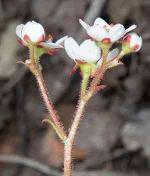California saxifrage(Micranthes californica)