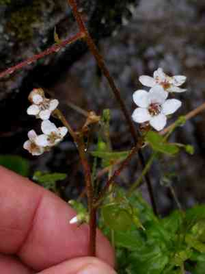 California saxifrage(Micranthes californica)