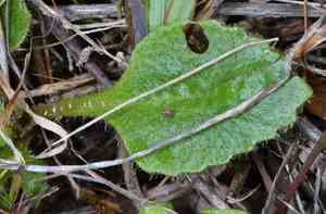 California saxifrage(Micranthes californica)
