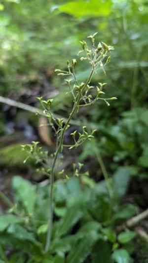 Lettuceleaf saxifrage(Micranthes micranthidifolia)