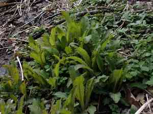 Lettuceleaf saxifrage(Micranthes micranthidifolia)