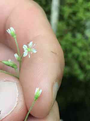 Lettuceleaf saxifrage(Micranthes micranthidifolia)