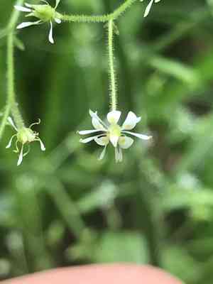 Lettuceleaf saxifrage(Micranthes micranthidifolia)