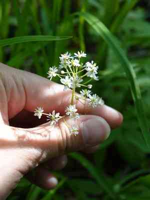 Queen charlotte islands saxifrage(Micranthes nelsoniana)