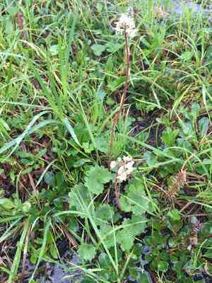 Queen charlotte islands saxifrage(Micranthes nelsoniana)