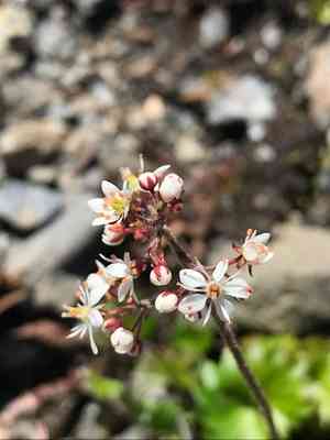 Queen charlotte islands saxifrage(Micranthes nelsoniana)