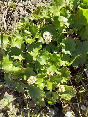 Queen charlotte islands saxifrage(Micranthes nelsoniana)