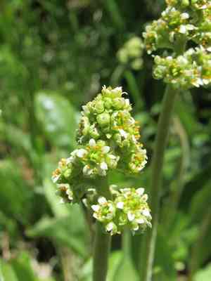 Oregon saxifrage(Micranthes oregana)