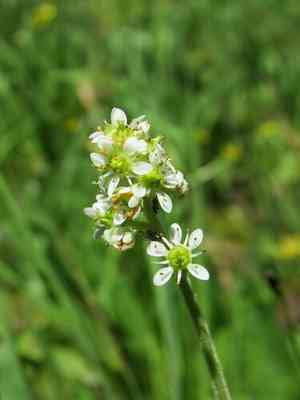 Oregon saxifrage(Micranthes oregana)