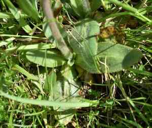 Oregon saxifrage(Micranthes oregana)