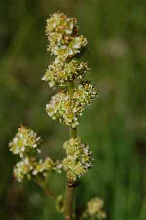Oregon saxifrage(Micranthes oregana)